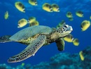 Is BP burning endangered sea turtles?